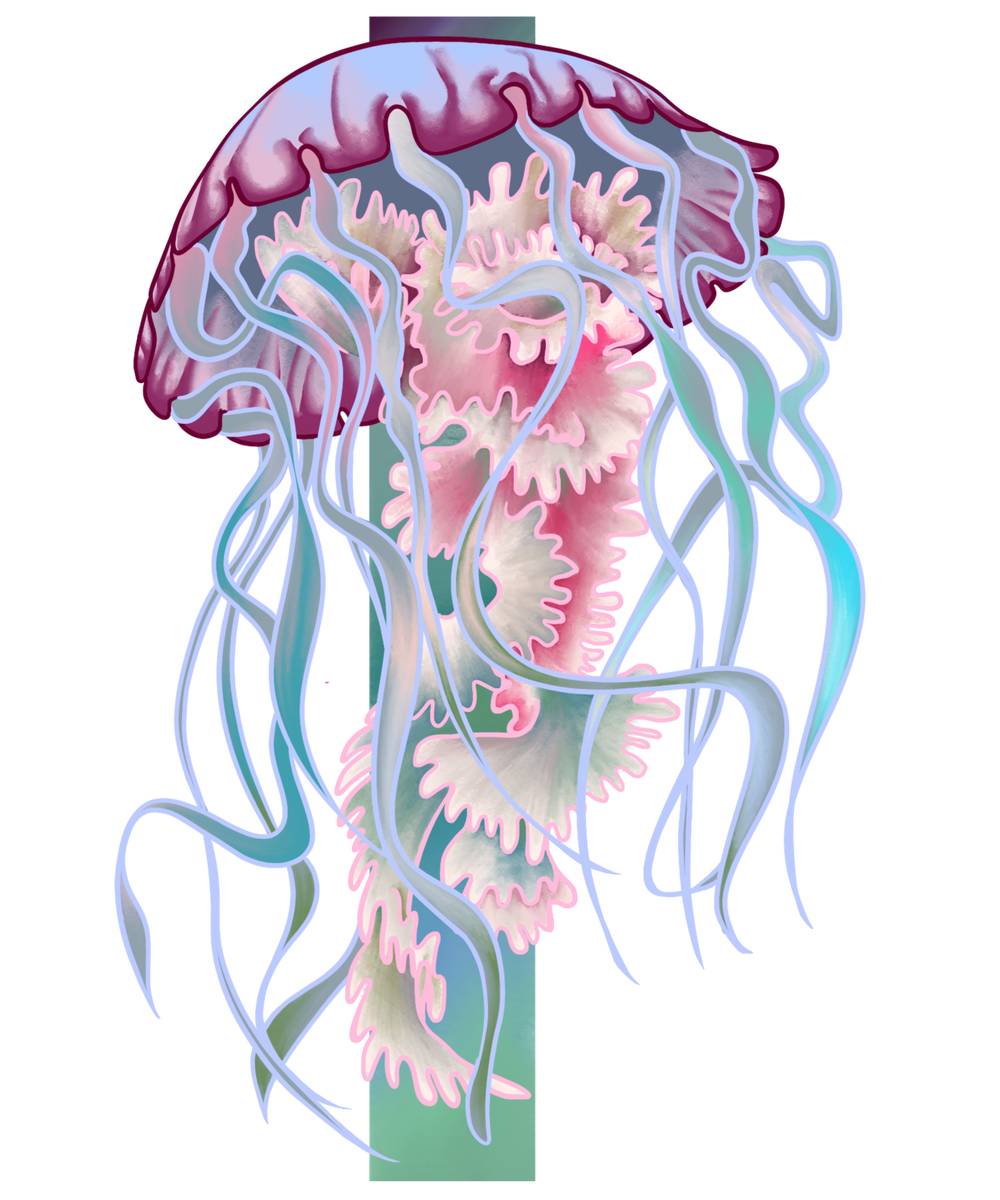 Jellyfish